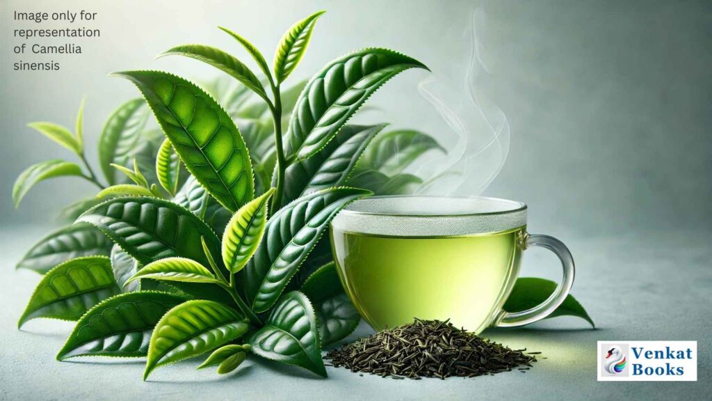 Green Tea (Camellia sinensis) Benefits